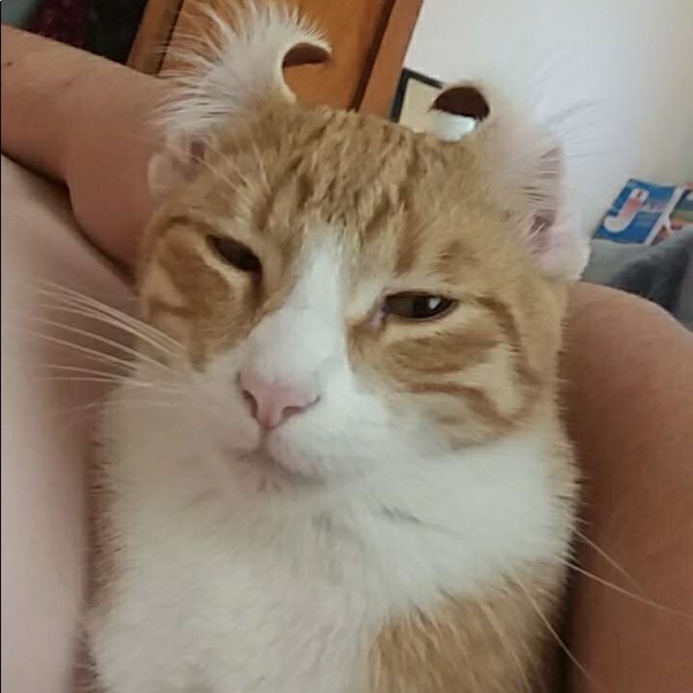 Meet your Posher, William